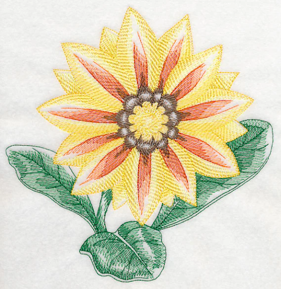 Gazania Beauty - Image 6