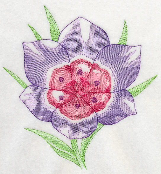 Geissorhiza Beauty