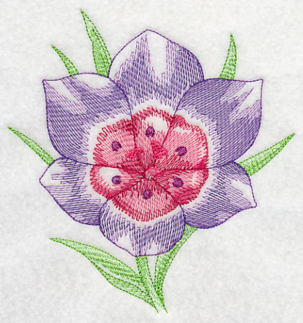 Geissorhiza Beauty - Image 3