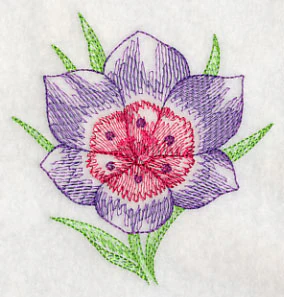 Geissorhiza Beauty - Image 5