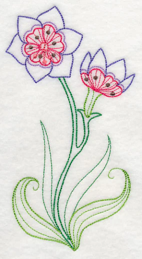 Geissorhiza (Vintage) - Image 3