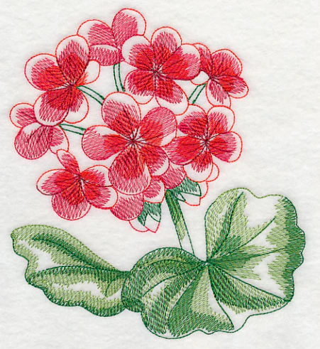 Geranium Beauty - Image 2