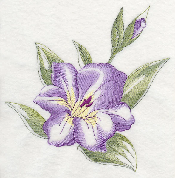 Gladiolus Beauty - Image 6