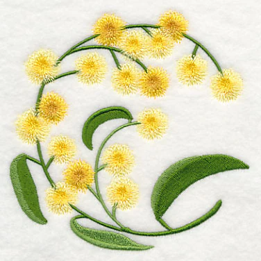 Golden Wattle - Image 4