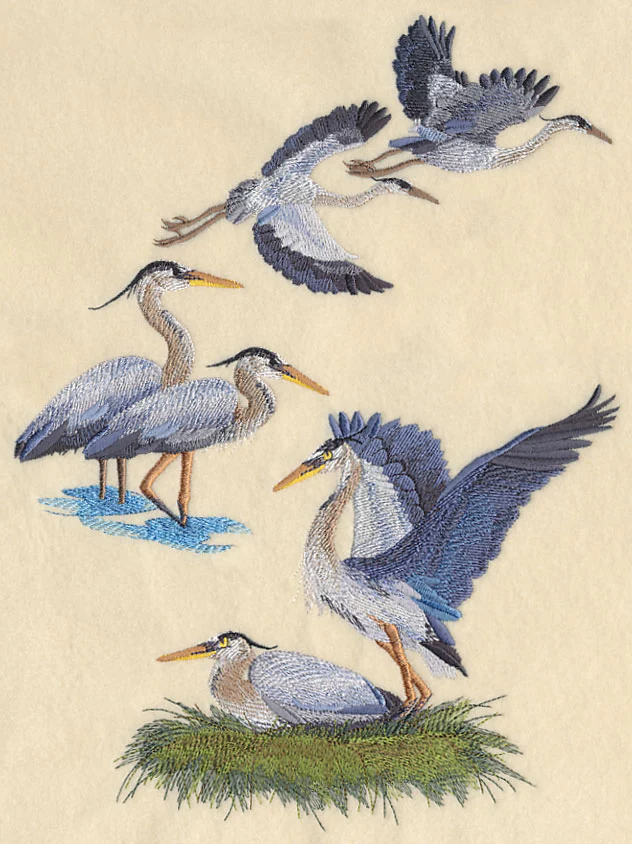Great Blue Heron Collage