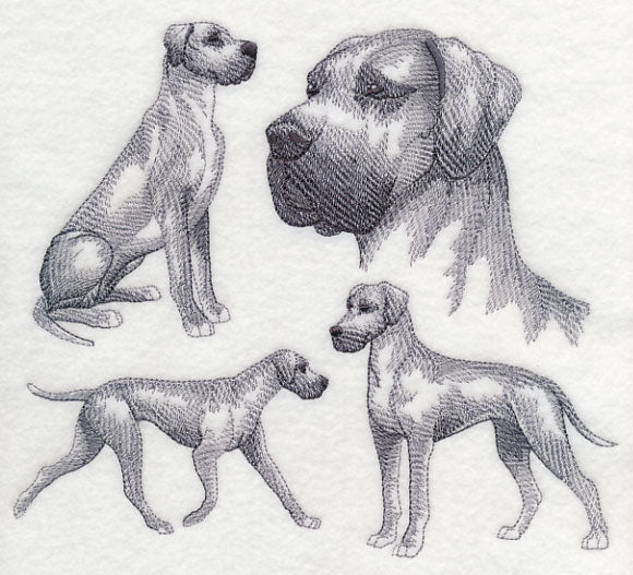 Great Dane Sketch (Full Ears)