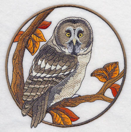 Great Grey Owl in Autumn - Image 3