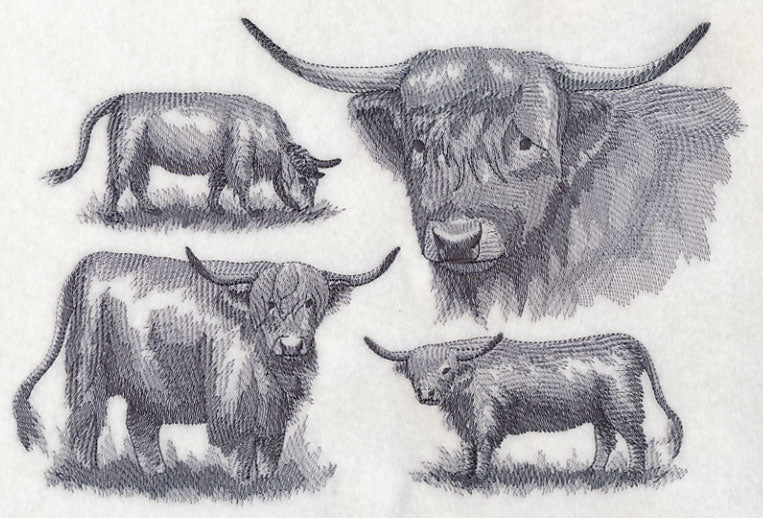 Highland Cattle Sketch - Image 5