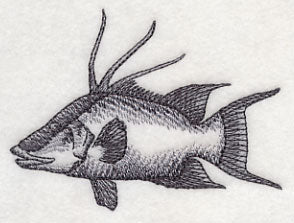 Hogfish Sketch - Image 3