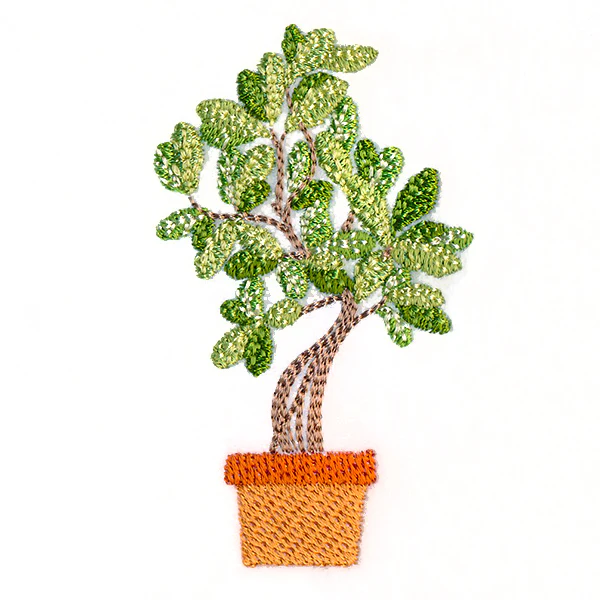 Houseplant Heaven - Indian Banyan - Image 2
