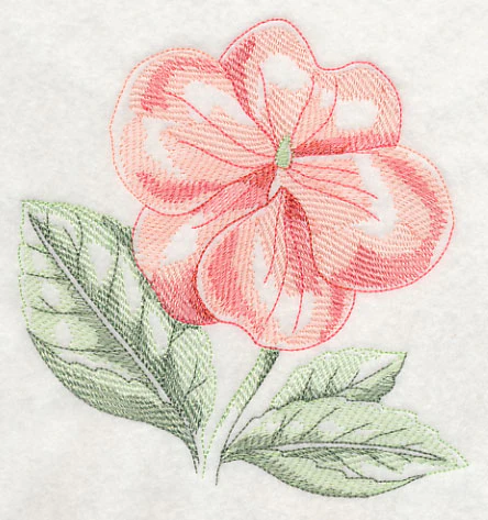 Impatiens Beauty - Image 3
