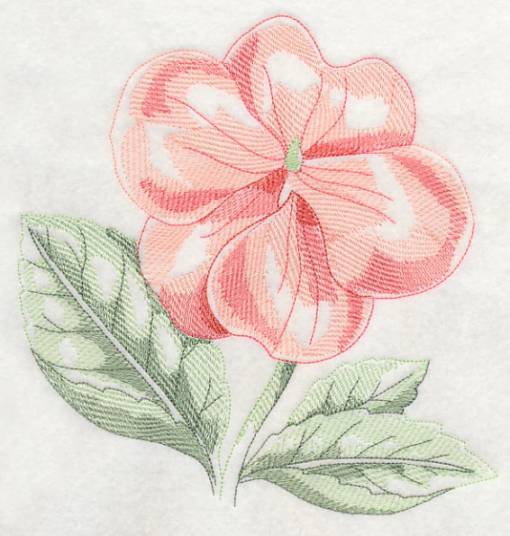 Impatiens Beauty - Image 6