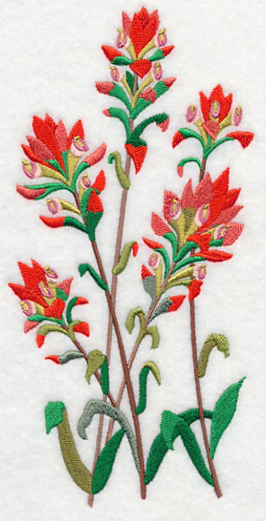 Indian Paintbrush 1 - Image 3