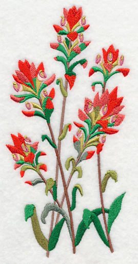 Indian Paintbrush 1 - Image 4