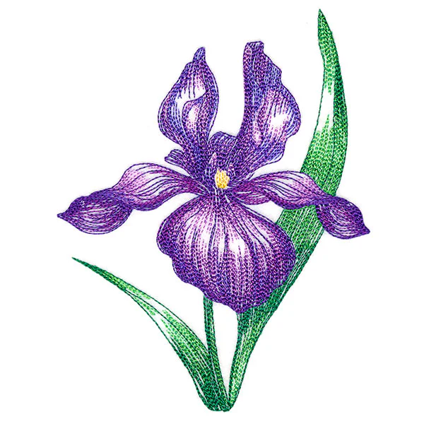 Iris in Bloom - Image 4