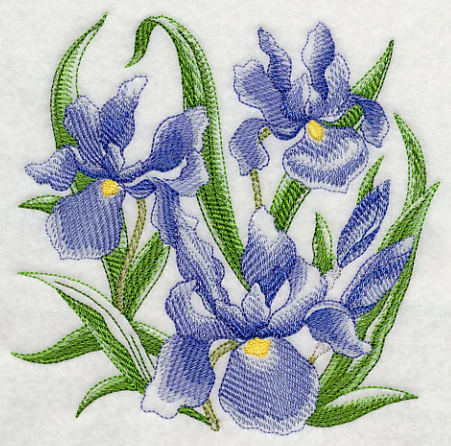 Iris Sketch - Image 3