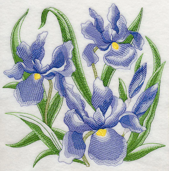 Iris Sketch - Image 6