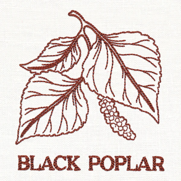 Leafy Botanicals - Black Poplar - Image 3