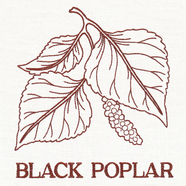 Leafy Botanicals - Black Poplar - Image 4