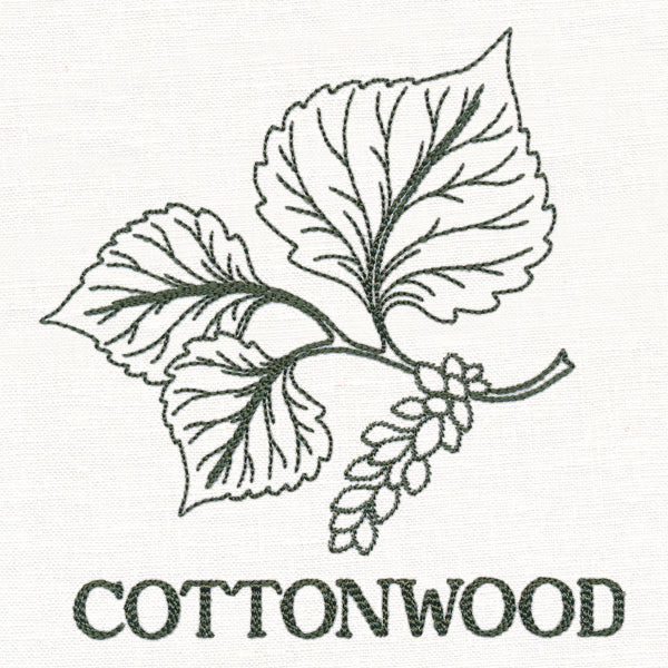 Leafy Botanicals - Cottonwood - Image 2