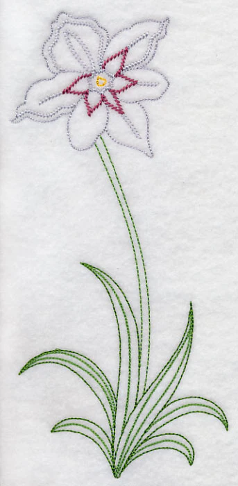 Long Stemmed Gladiolus Murielae (Vintage) - Image 5