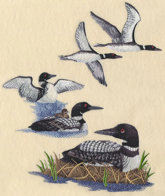 Loon Collage - Image 5