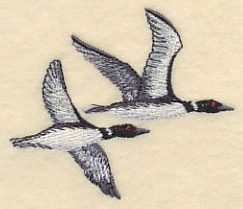 Loons in Flight - Image 2