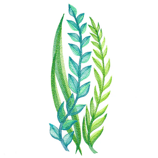 Lovely Ferns and Botanicals - Image 2
