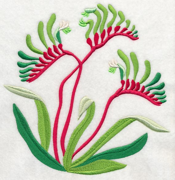 Mangles Kangaroo Paw - Image 6