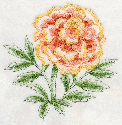 Marigold Beauty - Image 2