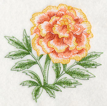 Marigold Beauty - Image 4