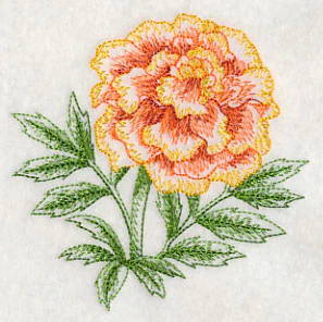 Marigold Beauty - Image 5