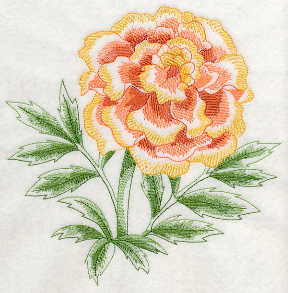 Marigold Beauty - Image 6