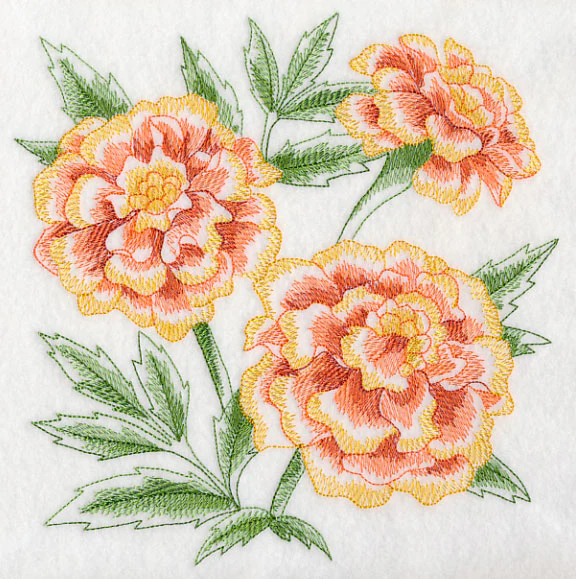 Marigold Sketch