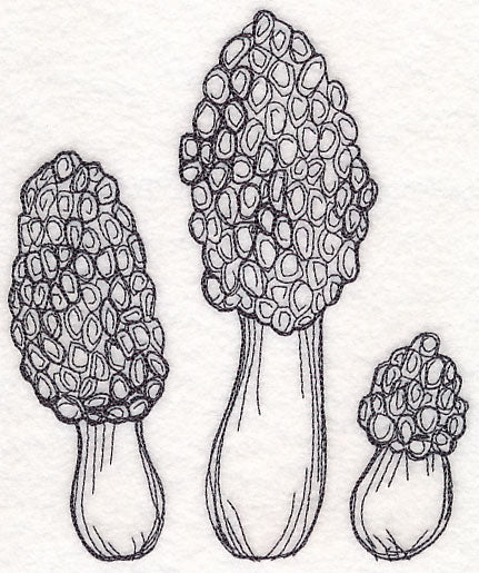 Morel Mushroom Etching - Image 2