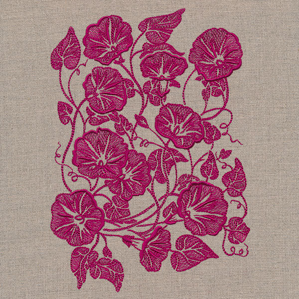 Morning Glory Feature - Image 5