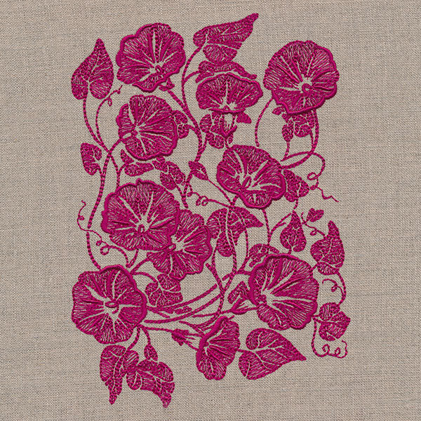 Morning Glory Feature - Image 9