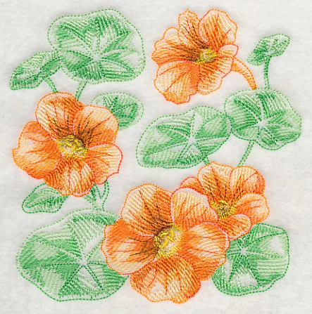 Nasturtium Sketch - Image 3