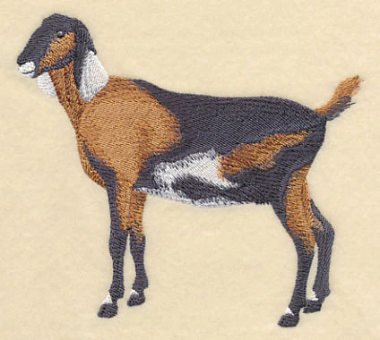 Nubian Goat 1 - Image 2
