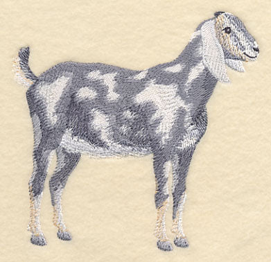 Nubian Goat 2 - Image 2
