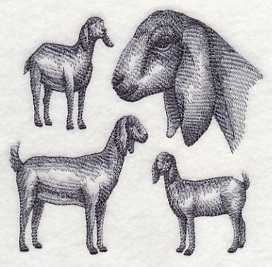 Nubian Goat Sketch - Image 4
