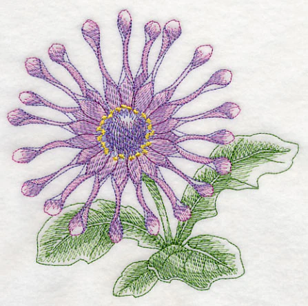 Osteospermum Beauty - Image 3