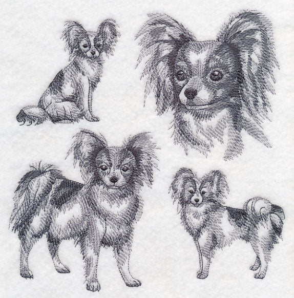 Papillon Sketch