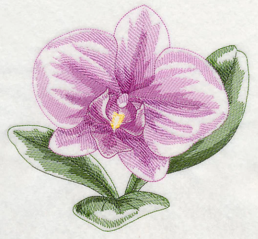 Phalaenopsis Beauty - Image 2