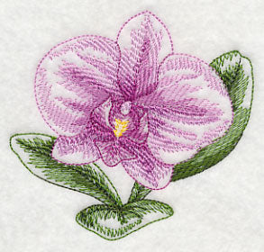 Phalaenopsis Beauty - Image 5
