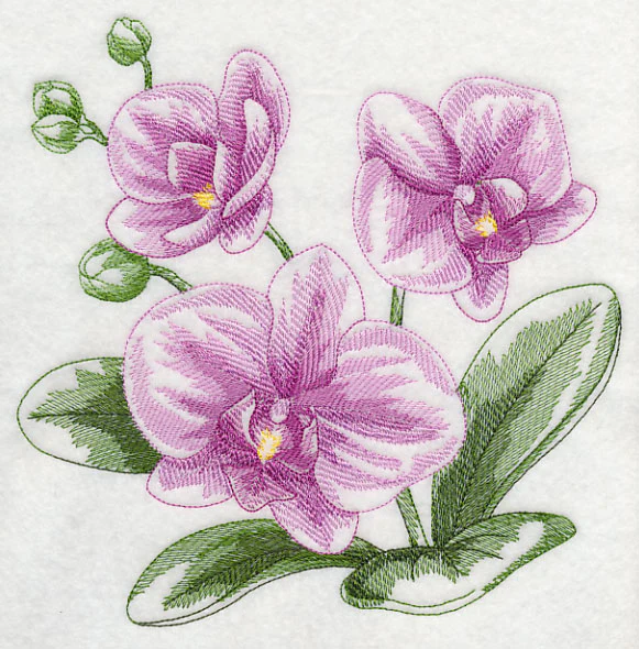 Phalaenopsis Sketch - Image 6