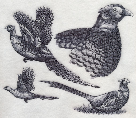 Pheasant Sketch