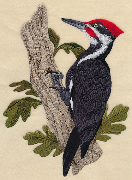 Pileated Woodpecker - Image 4