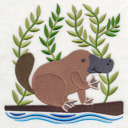 Platypus in the Wild - Image 2
