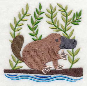 Platypus in the Wild - Image 5